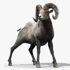 Bighorn sheep(RIGGED)